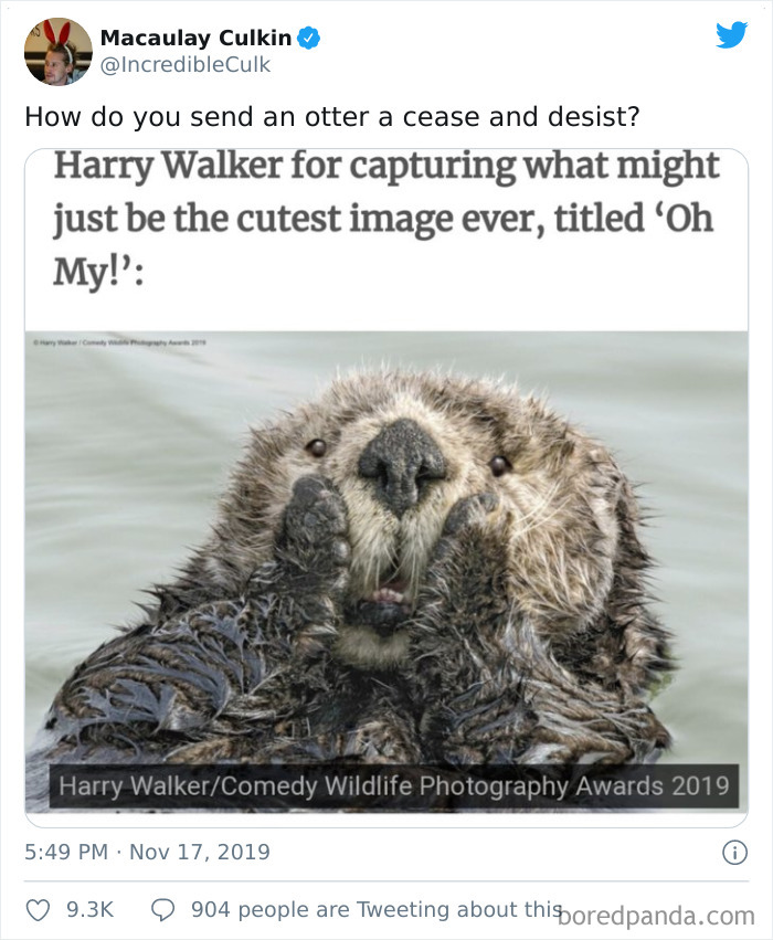 Funny-Tweets-Macualay-Culkin