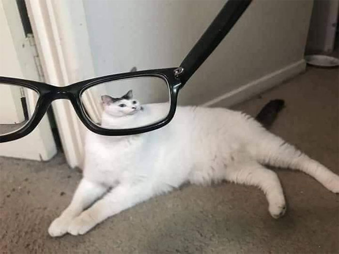 Pets-Animals-Behind-Glasses