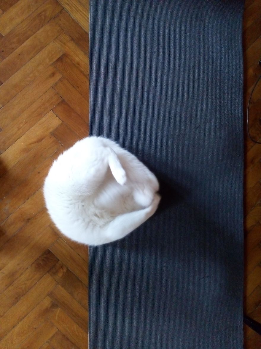 We Adopted A Stray Kitten, And He Grew Up Into A Lean Mean Posing Machine