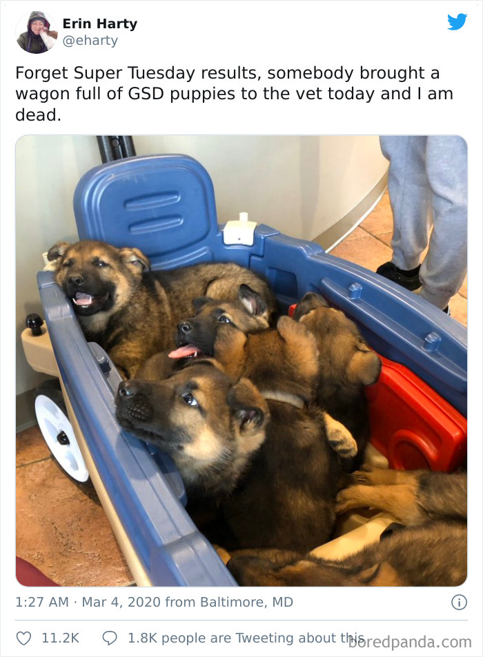 Wagon Full Of Puppies