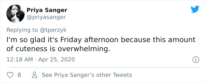 A Litter Of 4-Week-Old Goldies Get Mesmerized By A Dragon Reading Them A Bedtime Story A Litter Of 4-Week-Old Goldies Get Mesmerized By A Dragon Reading Them A Bedtime Story