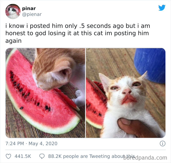 Munching On Watermelon