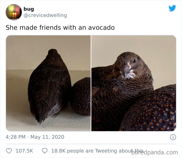 Best Friends Forever