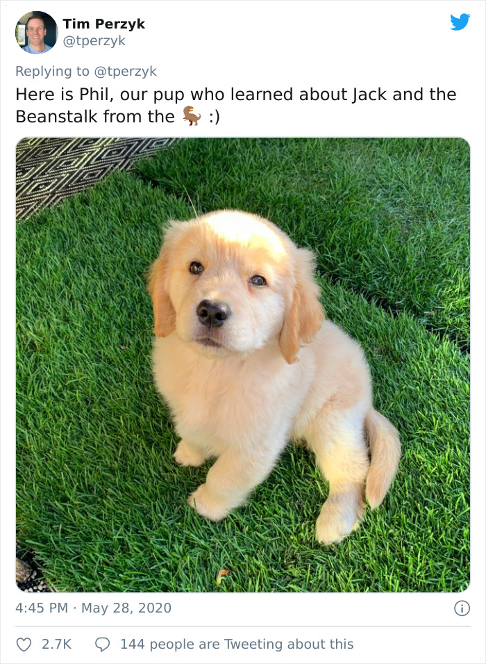A Litter Of 4-Week-Old Goldies Get Mesmerized By A Dragon Reading Them A Bedtime Story A Litter Of 4-Week-Old Goldies Get Mesmerized By A Dragon Reading Them A Bedtime Story