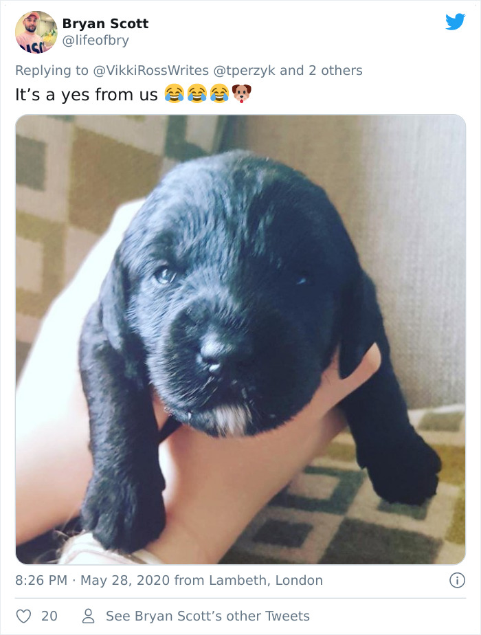 A Litter Of 4-Week-Old Goldies Get Mesmerized By A Dragon Reading Them A Bedtime Story A Litter Of 4-Week-Old Goldies Get Mesmerized By A Dragon Reading Them A Bedtime Story