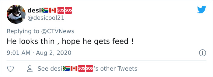 Fox From Berlin Gets Unmasked As A Crocs-Thief With A Collection Of Over 100 Stolen Shoes And People Find It Hilarious