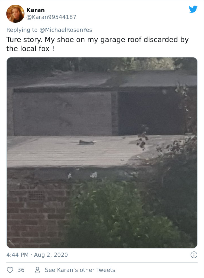 Fox From Berlin Gets Unmasked As A Crocs-Thief With A Collection Of Over 100 Stolen Shoes And People Find It Hilarious