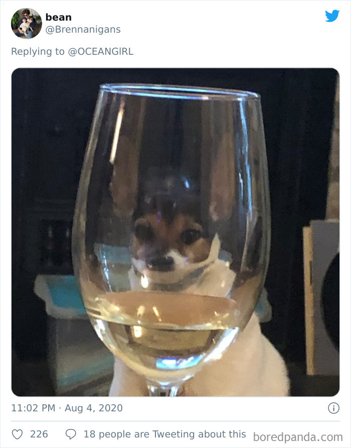 Pets-Animals-Behind-Glasses