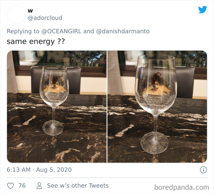 Pets-Animals-Behind-Glasses