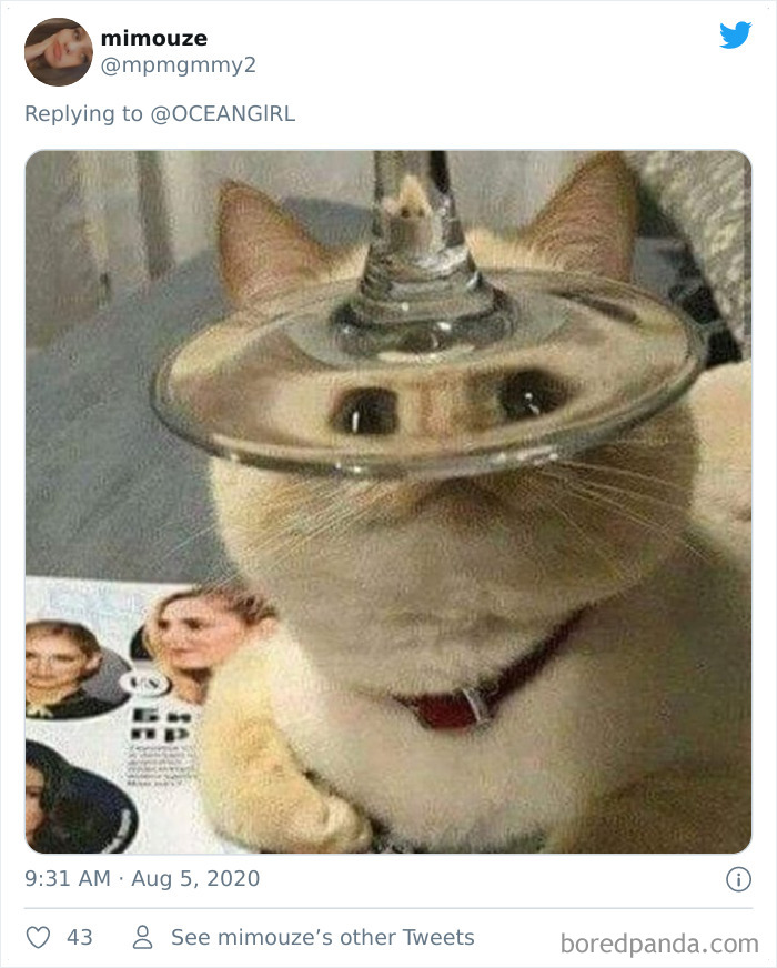 Pets-Animals-Behind-Glasses