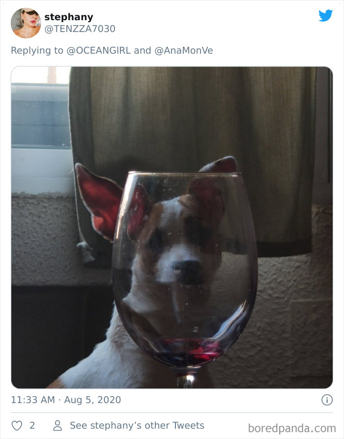 Pets-Animals-Behind-Glasses