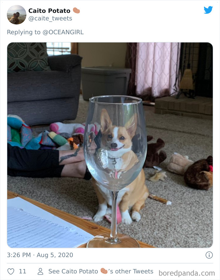 Pets-Animals-Behind-Glasses