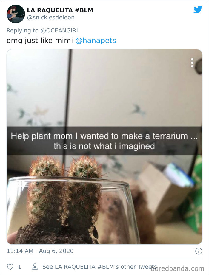 Pets-Animals-Behind-Glasses