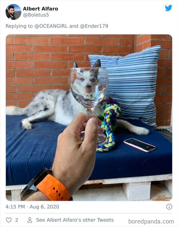 Pets-Animals-Behind-Glasses