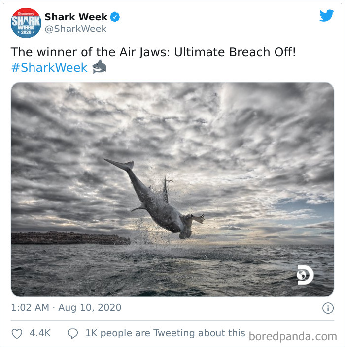 Great White Shark Jumps 15 Feet Through The Air As The Highest Ever Water Breach Is Recorded In South Africa Great White Shark Jumps 15 Feet Through The Air As The Highest Ever Water Breach Is Recorded In South Africa