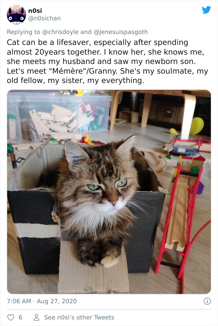 Canadian Girl Makes A PowerPoint To Convince Her Parents To Get A Cat, And It Goes Viral Canadian Girl Makes A PowerPoint To Convince Her Parents To Get A Cat, And It Goes Viral