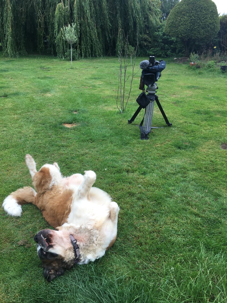 Meet Daisy, The 55kg St Bernard Who Had To Be Rescued From England’s Highest Mountain