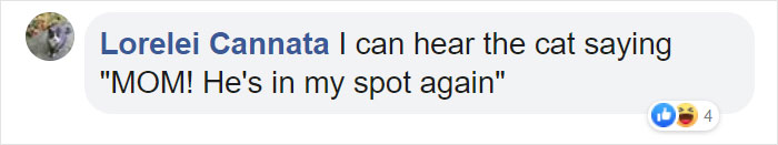 This Shelter Pit Bull Thinks He's A Cat, And His New Family Keeps Posting Photos That Prove It This Shelter Pit Bull Thinks He's A Cat, And His New Family Keeps Posting Photos That Prove It