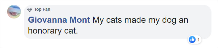 This Shelter Pit Bull Thinks He's A Cat, And His New Family Keeps Posting Photos That Prove It