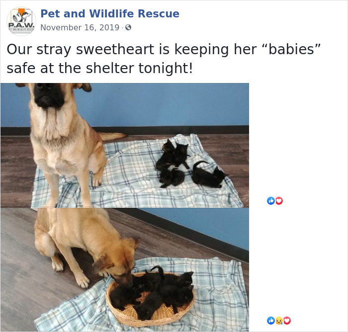 Keeping Her Babies Safe