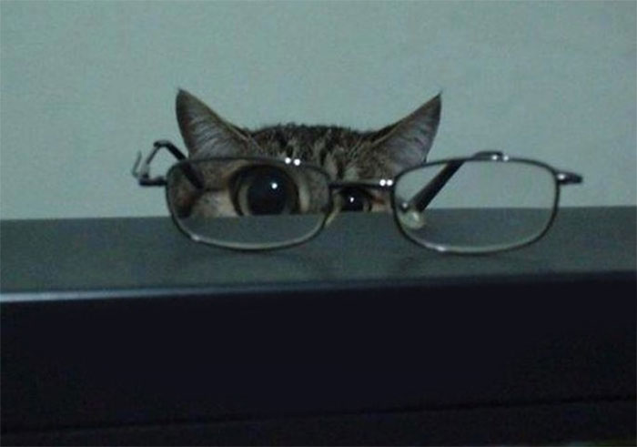 Pets-Animals-Behind-Glasses