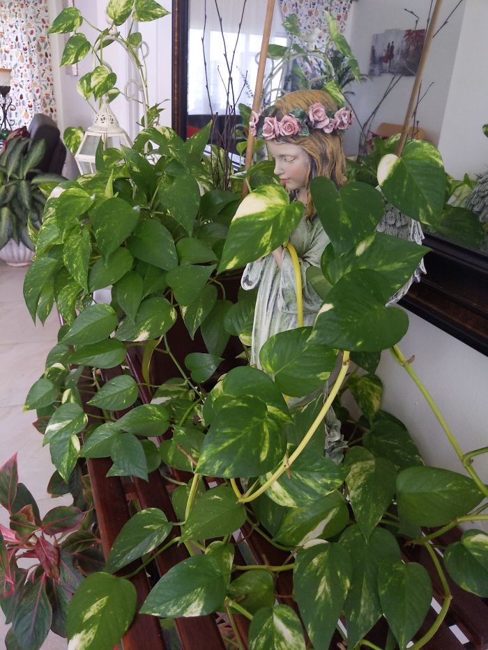 Garden Angel Nestled In My Beautiful Pothos Gold Ivy