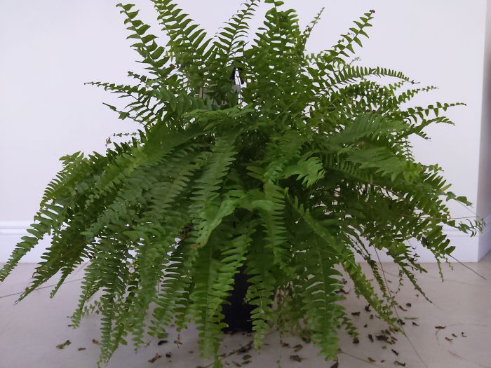 My Boston Fern Seems To Enjoy His Solitude
