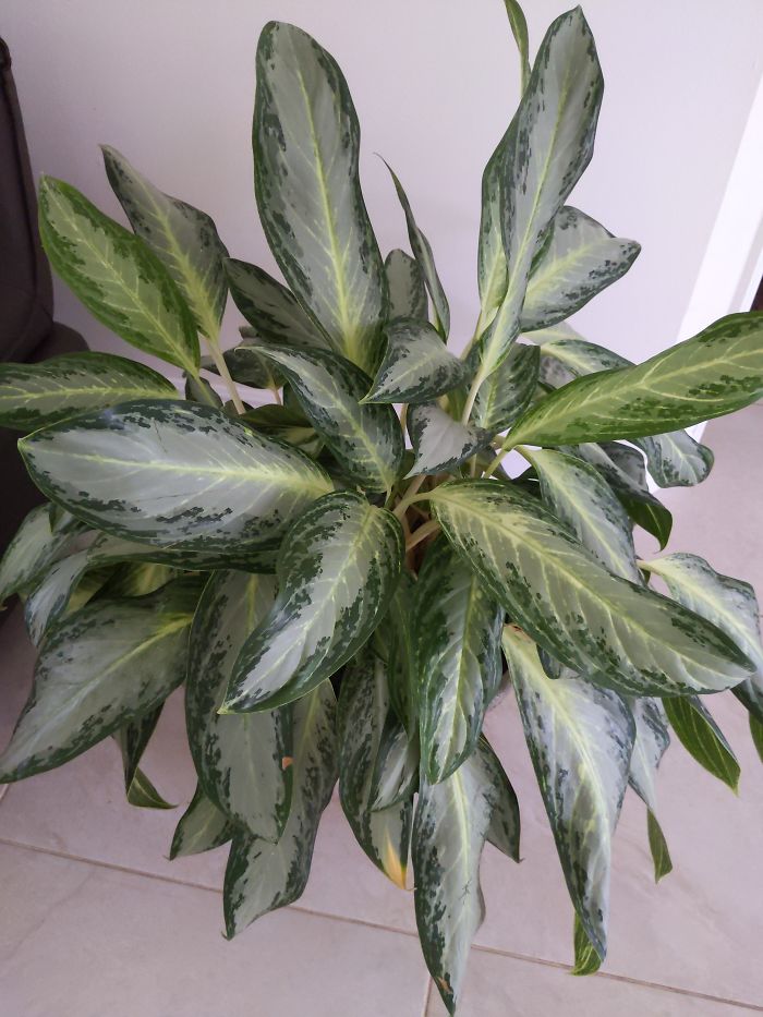 This Aglaonema Has Been With Me For A Couple Of Years & It's So Resilient