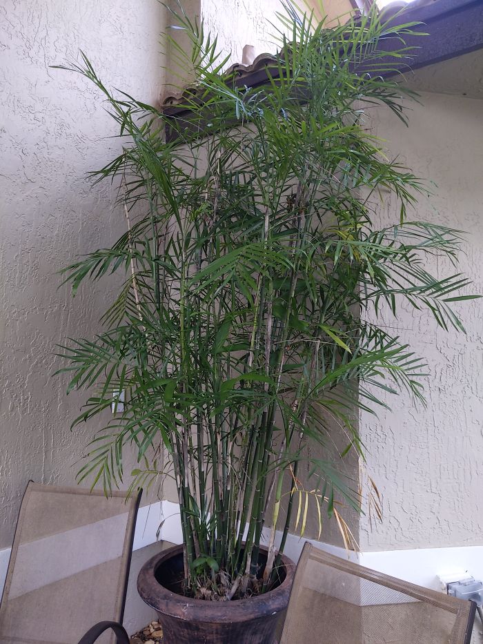 Y'all Gotta See This Beauty My Bamboo Plant, Has Been With Me For Many Years Now!