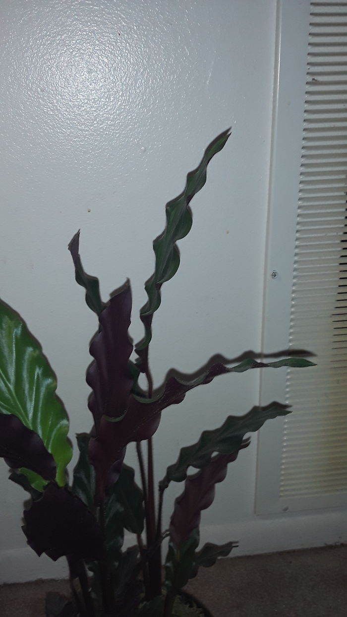 Looks And Feels Like A Silk Plant