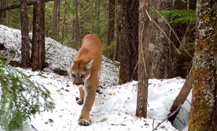 Photographer Finds A Surprise Visitor When Checking Pics On His Camera Trap Photographer Finds A Surprise Visitor When Checking Pics On His Camera Trap