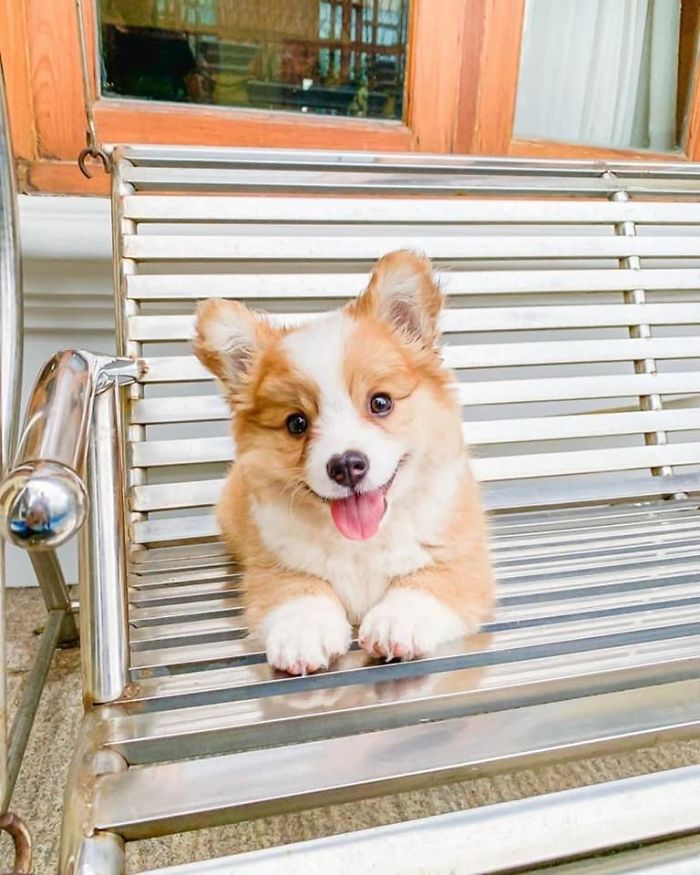 Corgi