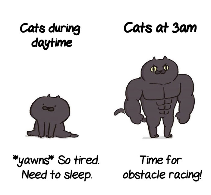 5 Untold Struggles Of Having A Cat 5 Untold Struggles Of Having A Cat