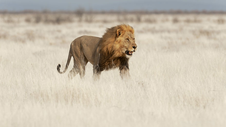 Kalahari Black-Maned Lion