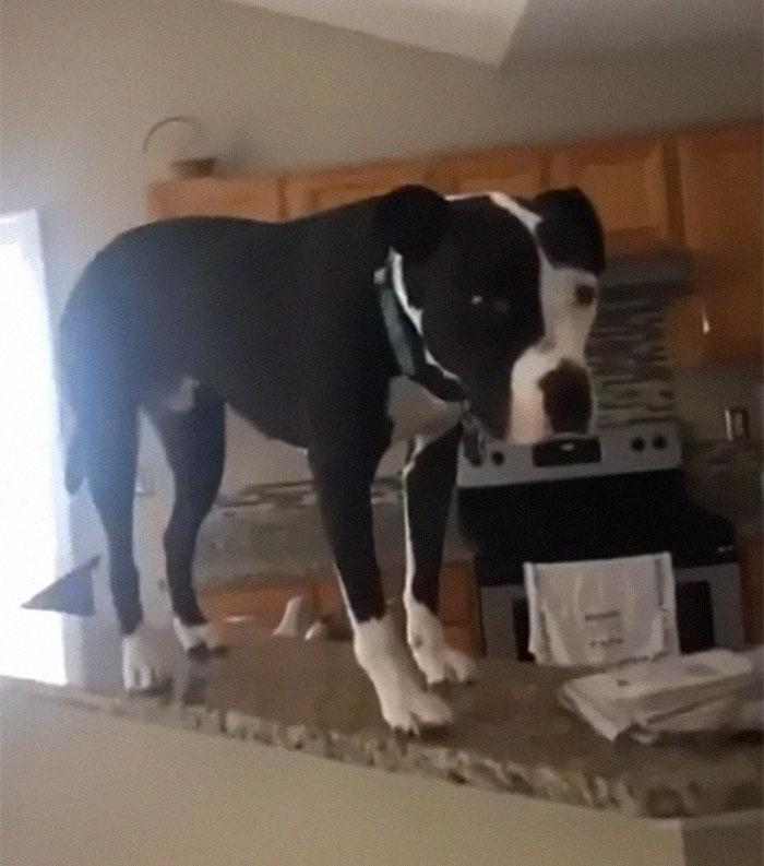 This Shelter Pit Bull Thinks He's A Cat, And His New Family Keeps Posting Photos That Prove It This Shelter Pit Bull Thinks He's A Cat, And His New Family Keeps Posting Photos That Prove It