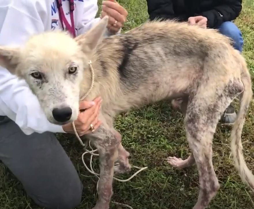 Cruel Man Starves Husky As Revenge On His Wife That Divorced Him, The Dog Undergoes Amazing Transformation After Being Rescued