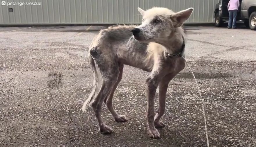 Cruel Man Starves Husky As Revenge On His Wife That Divorced Him, The Dog Undergoes Amazing Transformation After Being Rescued Cruel Man Starves Husky As Revenge On His Wife That Divorced Him, The Dog Undergoes Amazing Transformation After Being Rescued