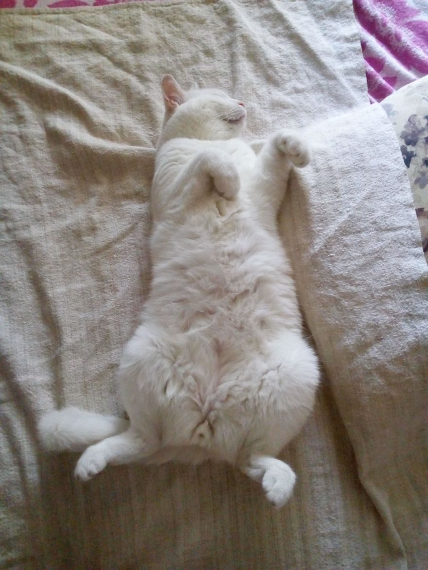 We Adopted A Stray Kitten, And He Grew Up Into A Lean Mean Posing Machine