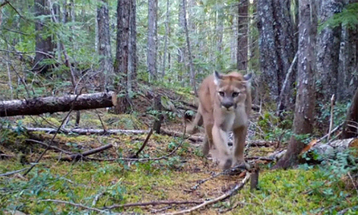 Photographer Finds A Surprise Visitor When Checking Pics On His Camera Trap Photographer Finds A Surprise Visitor When Checking Pics On His Camera Trap