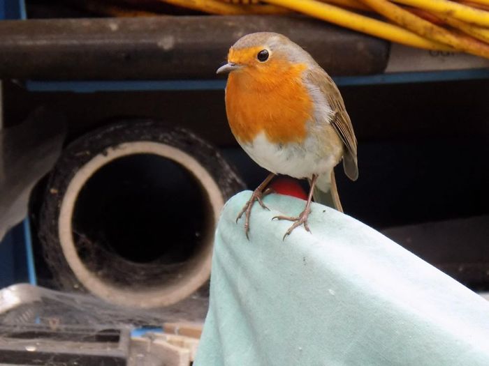 Robin - Image From 2015, Taken In My Garage.