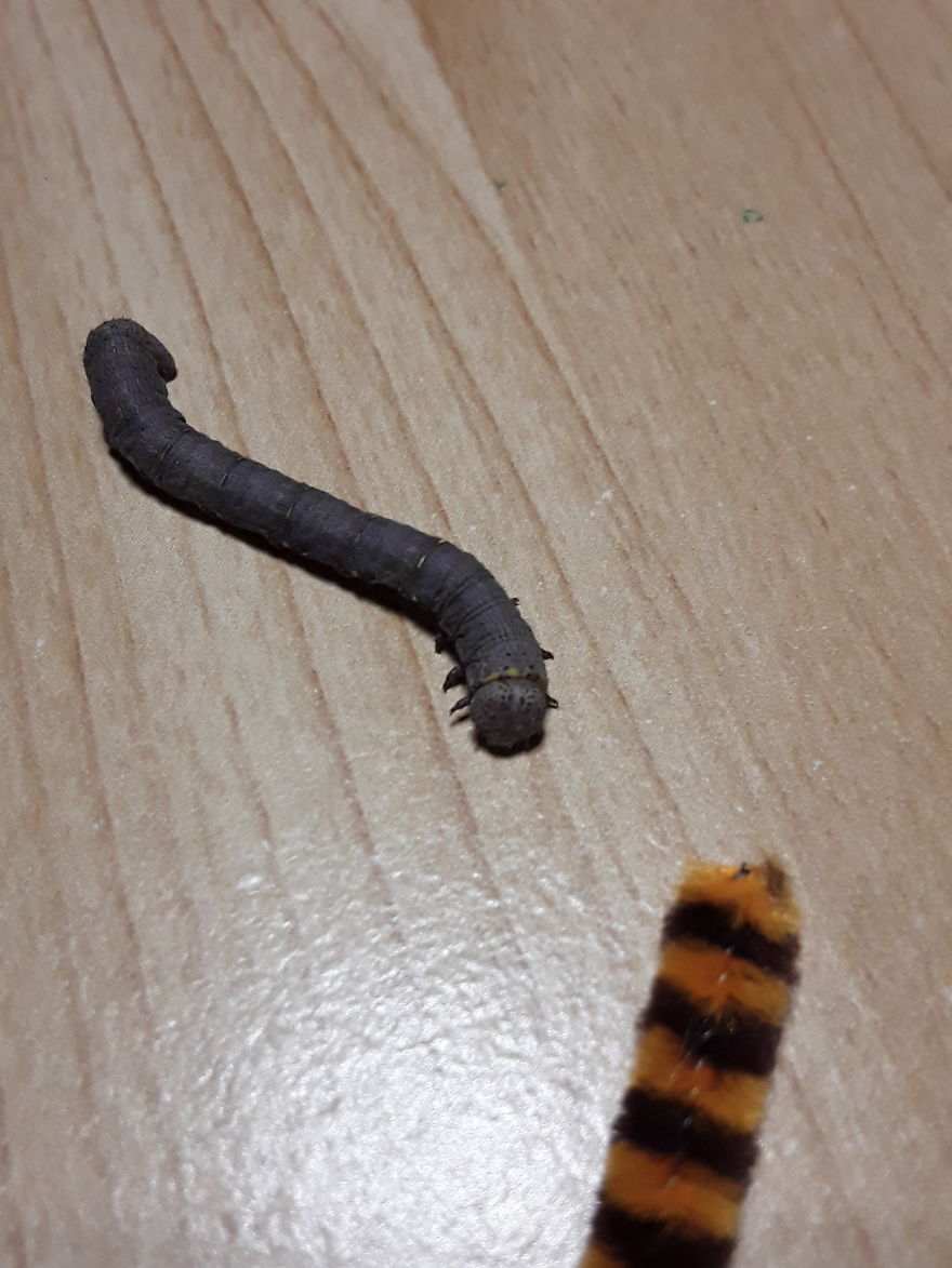 This Inchworm Became Part Of My Family In 10 Days!! This Inchworm Became Part Of My Family In 10 Days!!