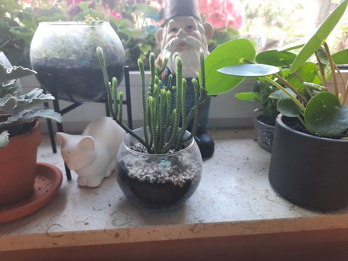 My Little Crassula