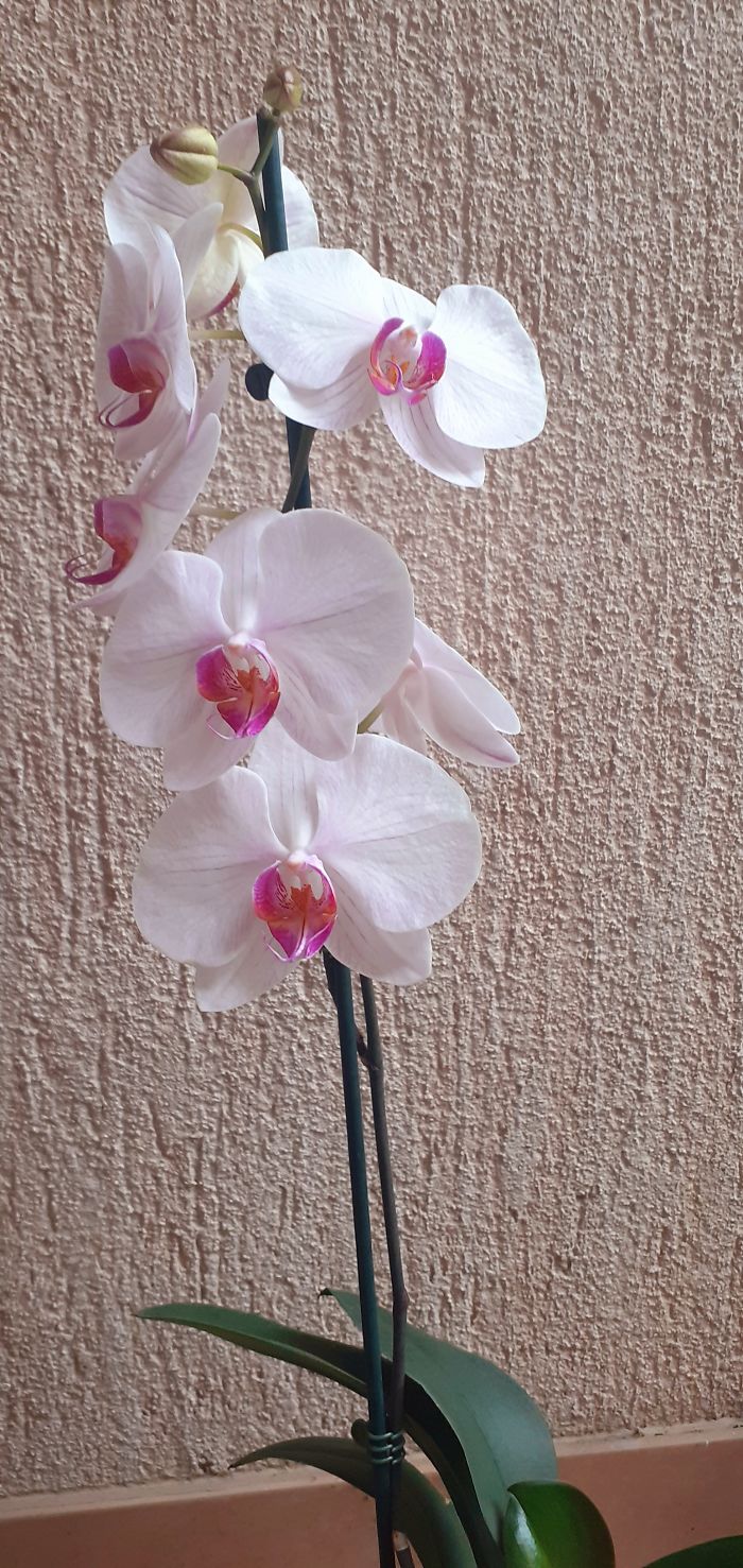 I Got This Beauty From My Dear Friends For My Birthday Last Year. Her Name Is Alex