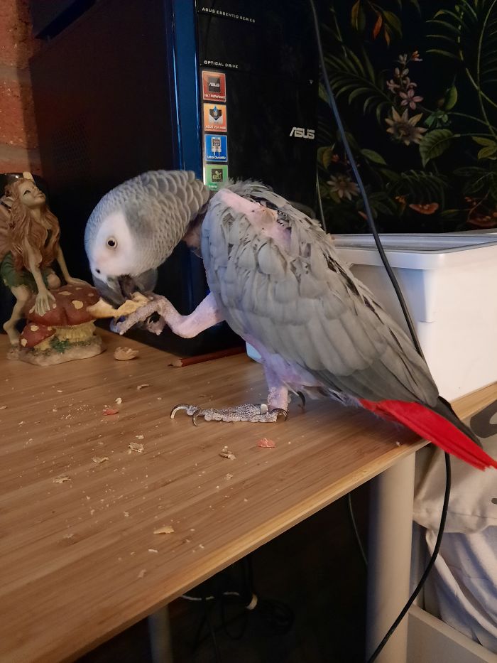 Helping Birds In Need, Meet Kira. The 30 Year Old Congo African Grey
