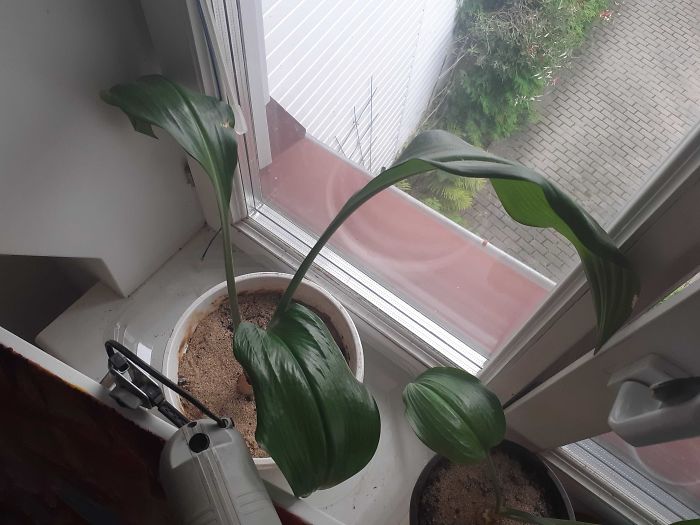 This Is My Girlfriend's Kalia That She Found Dumped Near A Factory About 4 Years Ago. It Doesn't Look Like Much, But She Believes It May Finally Blossom Next Year, If It Does, It Will Be A Sight To See