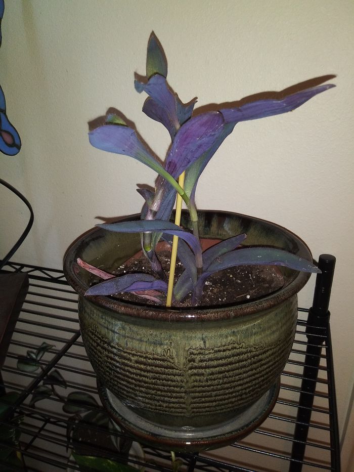 Purple Heart, Recently Added To My Collection