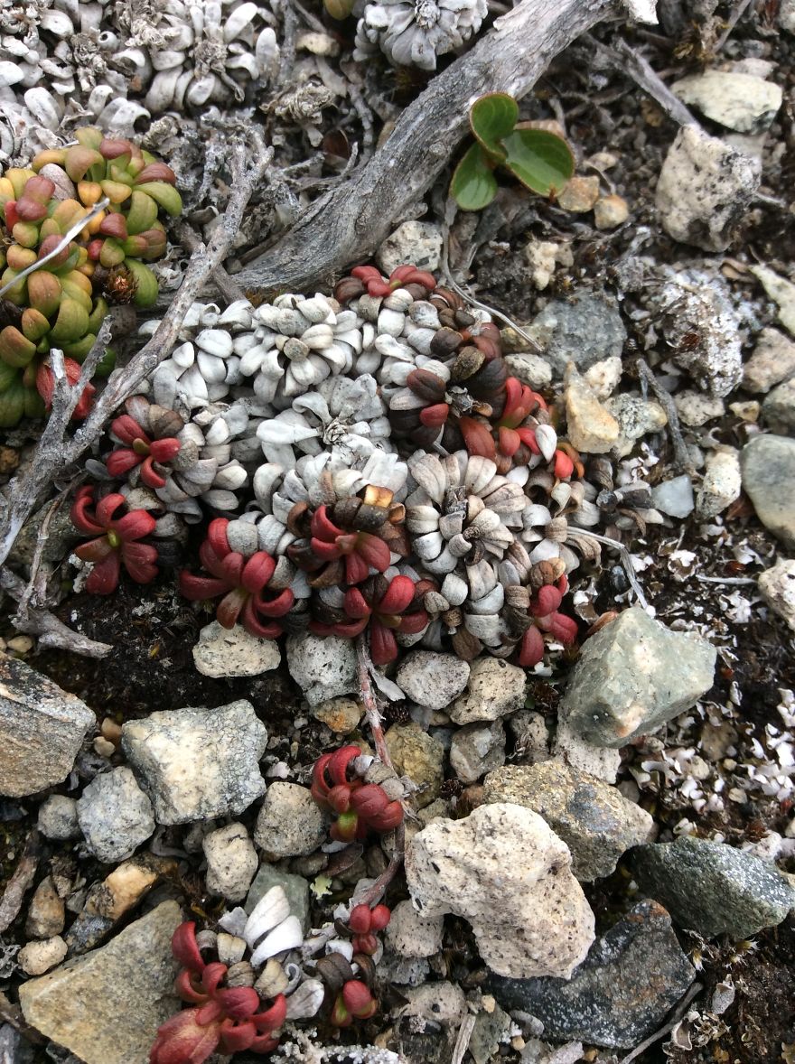 Alaskan Tundra Flowers!