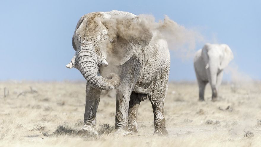 Grey Ghosts Of Etosha, Namibia