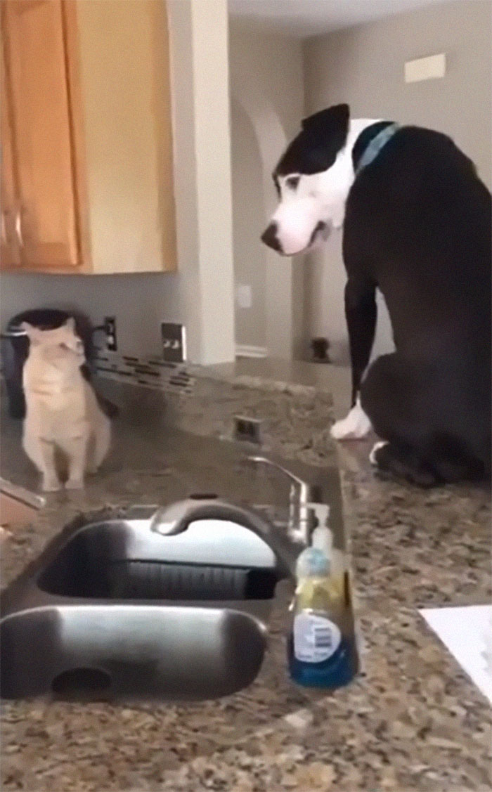 This Shelter Pit Bull Thinks He's A Cat, And His New Family Keeps Posting Photos That Prove It This Shelter Pit Bull Thinks He's A Cat, And His New Family Keeps Posting Photos That Prove It