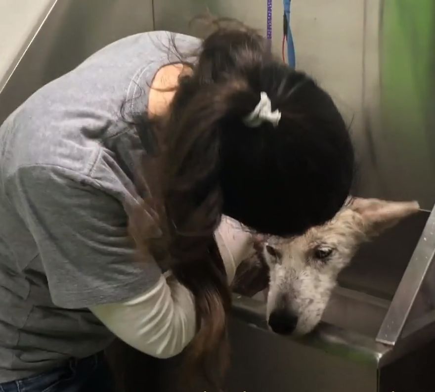 Cruel Man Starves Husky As Revenge On His Wife That Divorced Him, The Dog Undergoes Amazing Transformation After Being Rescued Cruel Man Starves Husky As Revenge On His Wife That Divorced Him, The Dog Undergoes Amazing Transformation After Being Rescued